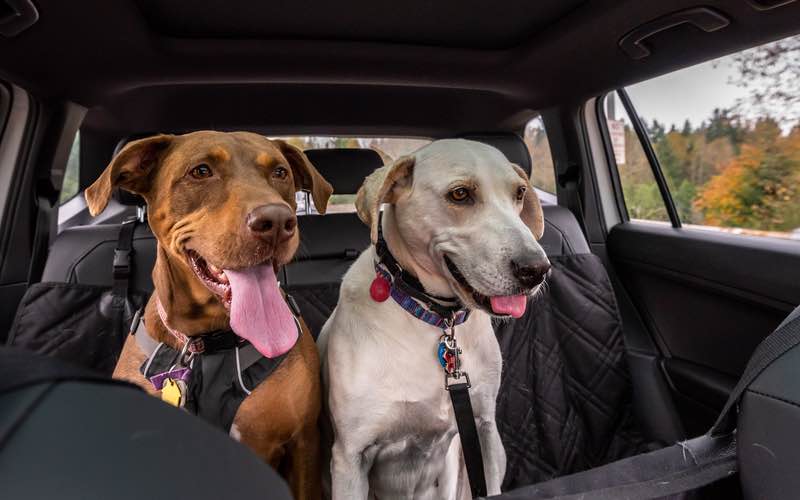 Two beautiful dogs in a car - Dog Training Elite in San Antonio.