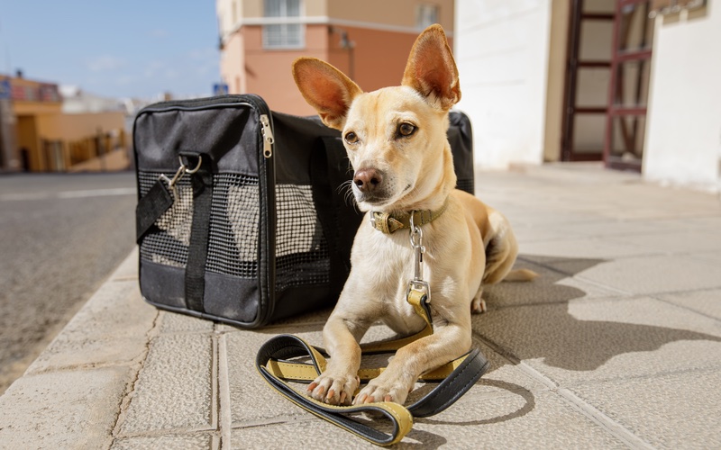 Dog Sitting or Boarding in San Antonio: Which is Better?