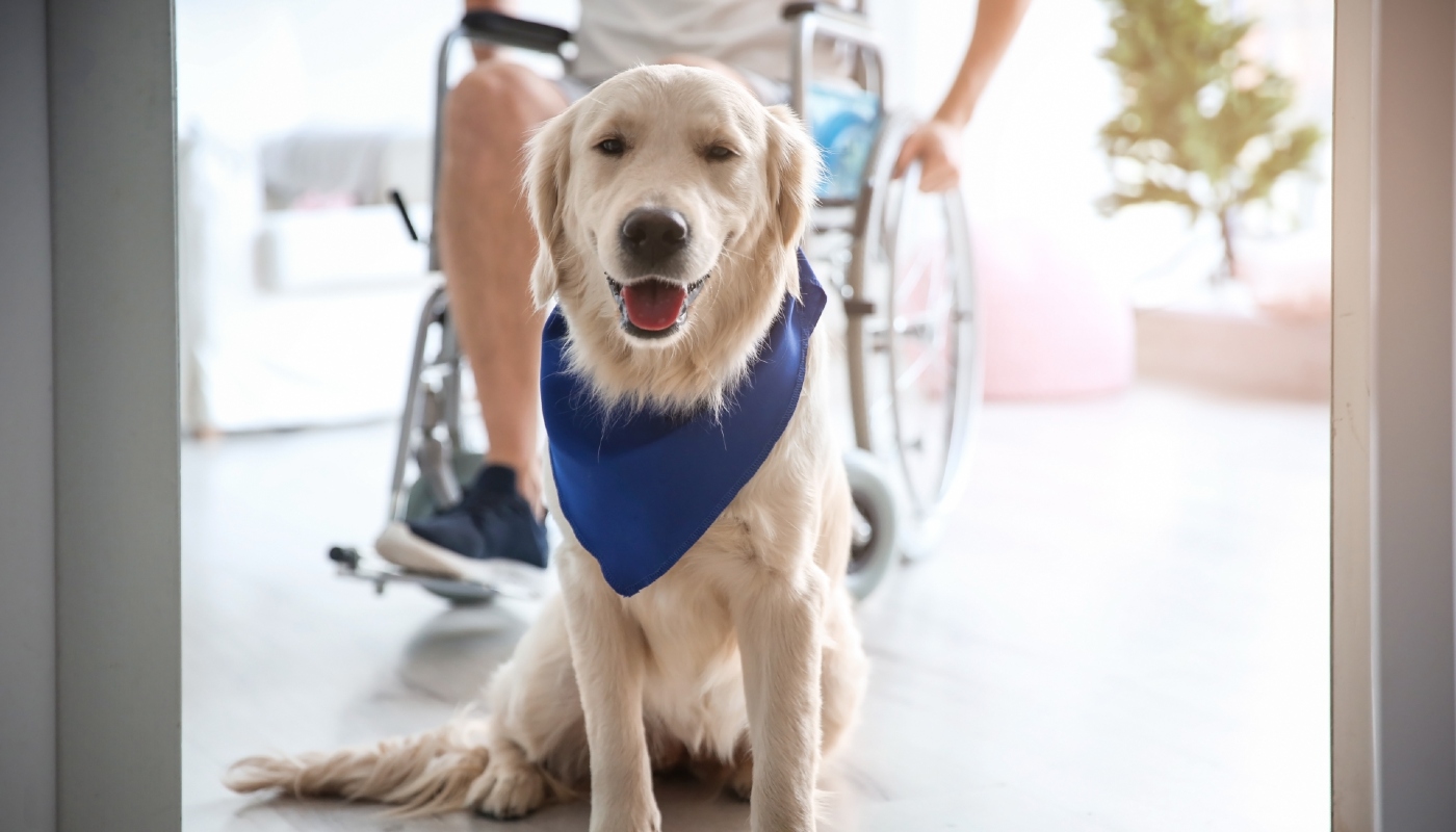 Navigating the Best Service Dog Breeds for Specialized Assistance Roles
