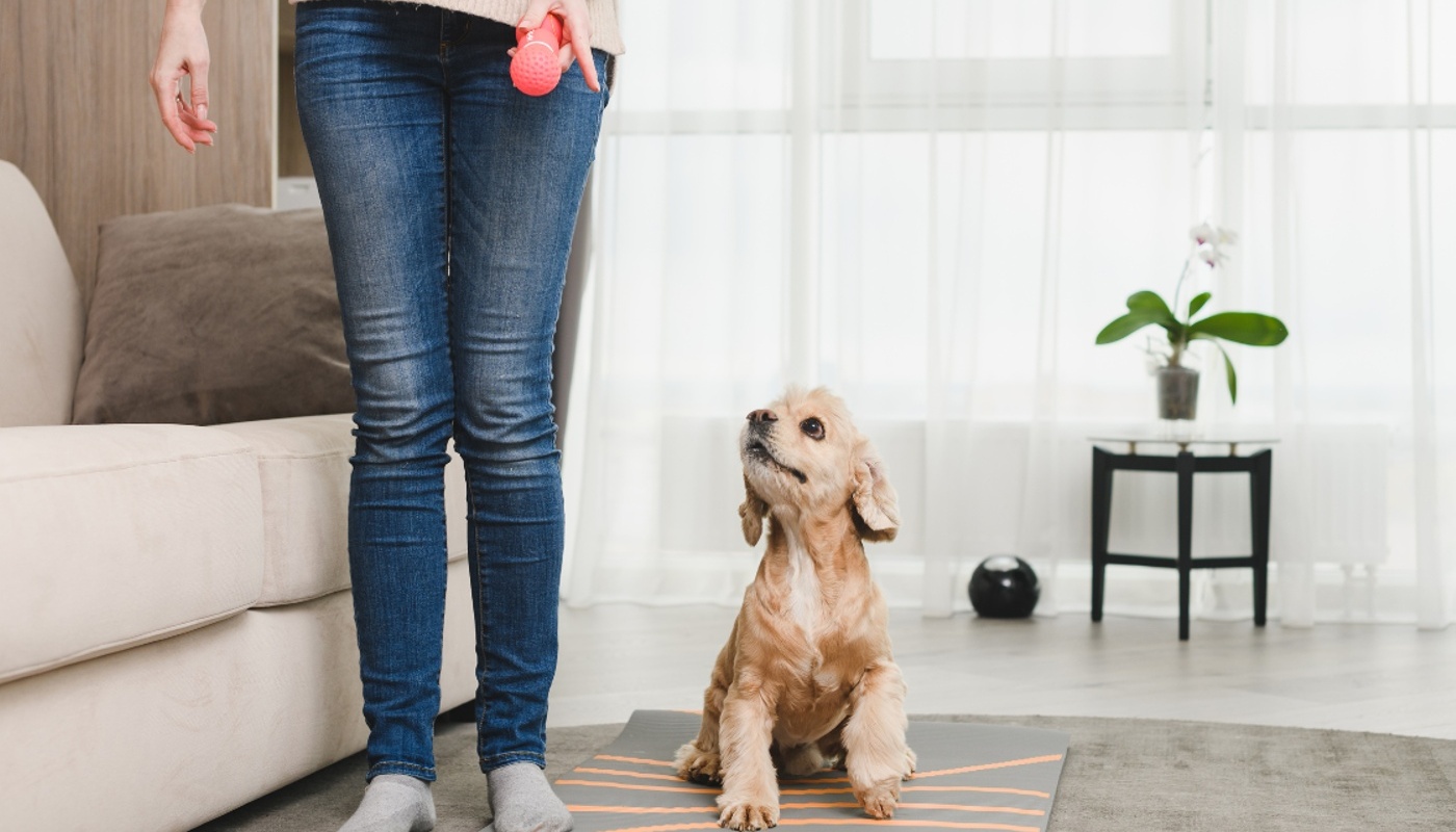 The Enchantment of Designer Dogs and Understanding Your Dog's Needs