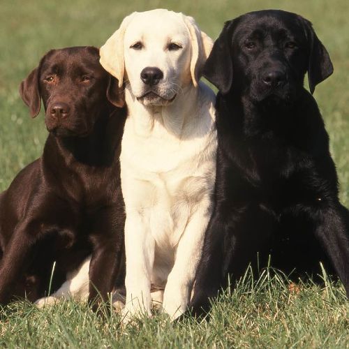 Three labs enjoying the beautiful outdoors - Dog Training Elite in Des Moines.