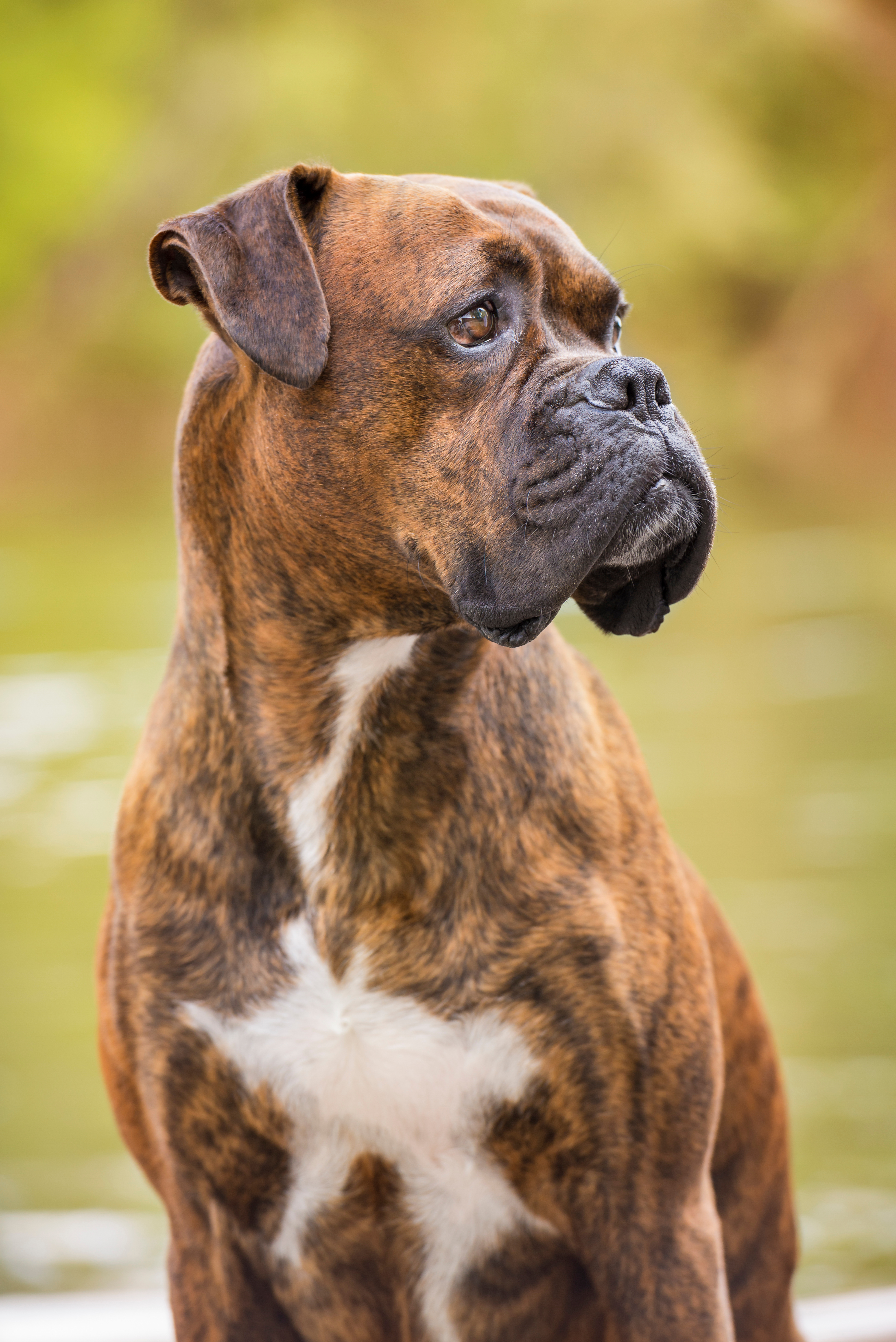 A trained boxer dog - Dog Training Elite of Indianapolis is the best choice for boxer dog training in Indianapolis, IN!