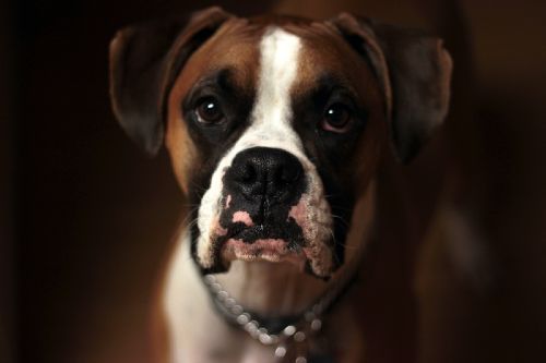 A boxer dog sitting obediently - contact Dog Training Elite for Indianapolis boxer service dog training today!