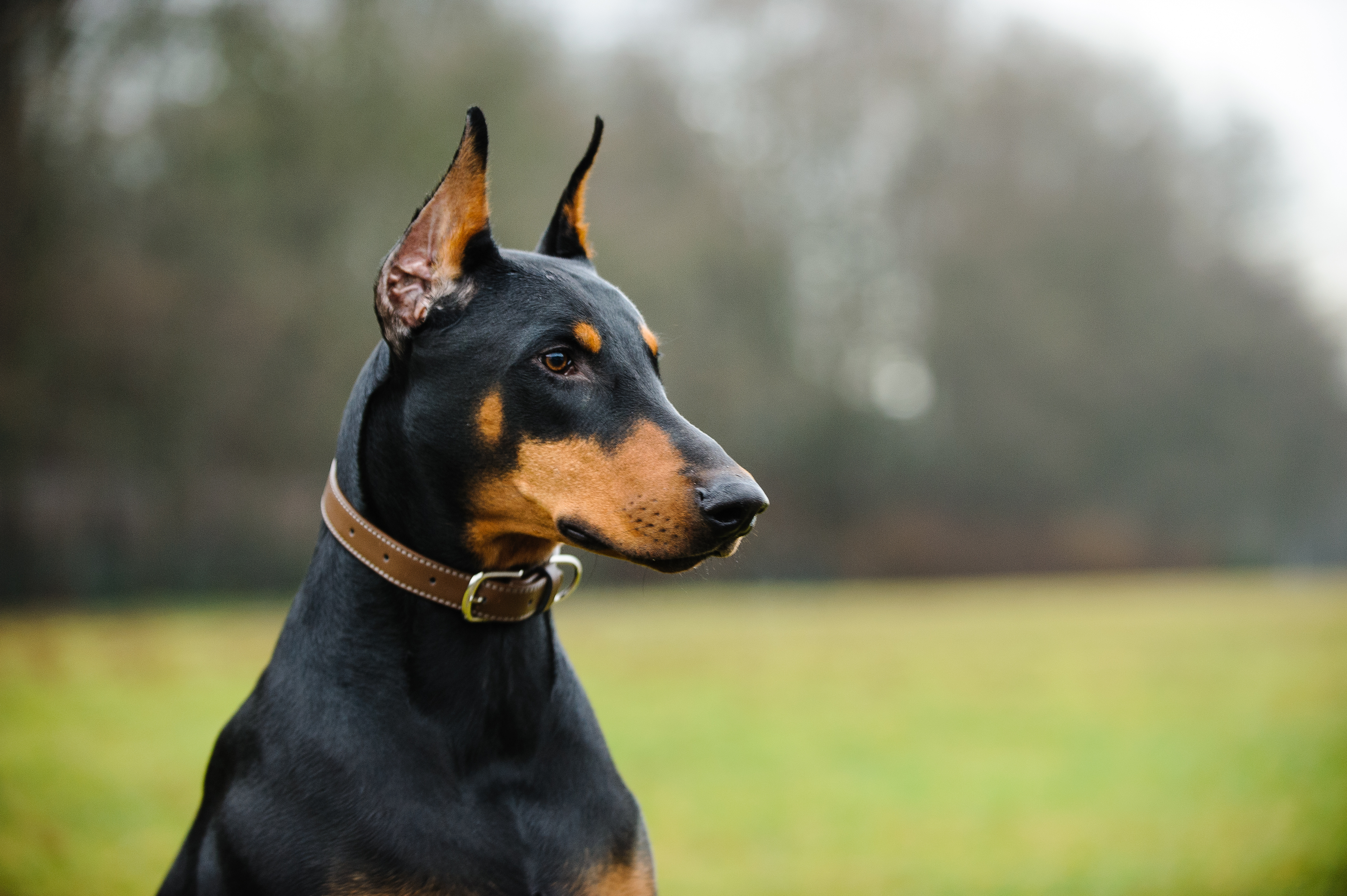 An obediant doberman who has undergone professional Doberman training in Indianapolis, IN.
