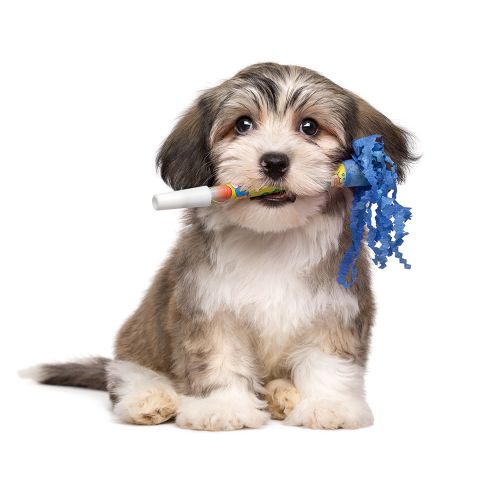 Dog Training Elite St. George is proud to have the highest rated in-home puppy trainers.