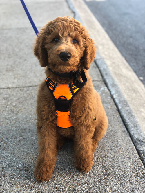 An adorable golden doodle service pup trained by Dog Training Elite Kansas City , ready to help their owner throughout the day!