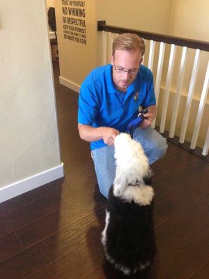 Dog Training Elite has an award winning puppy training program in San Antonio, including potty training for puppies.
