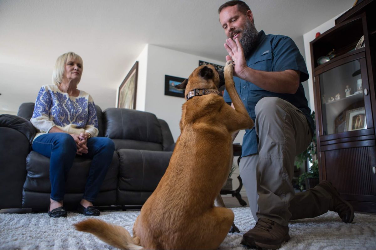 Dog Training Elite offers in-home dog training for German Shepherds in Atlanta.