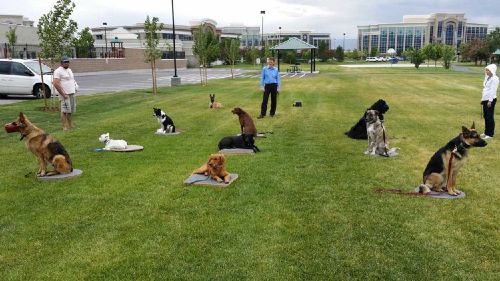 Dog Training Elite offers professional group dog obedience training classes for all clients in Austin.