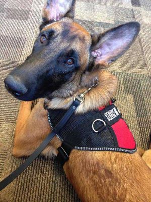 Dog Training Elite San Antonio is proud to have professional service dog trainers near you in San Antonio.