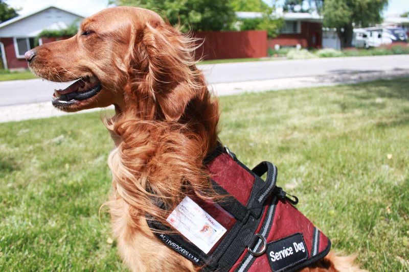 Dog Training Elite of Indianapolis offers top rated service dog training near you in Indianapolis.
