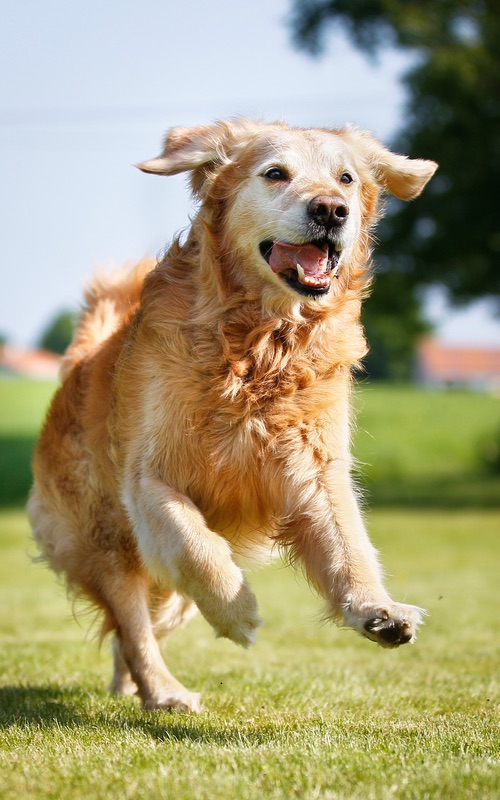 Professional Golden Retriever Dog Training Near You in Indianapolis