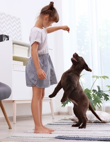 Dog Training Elite has professional puppy training classes to help your family adjust.