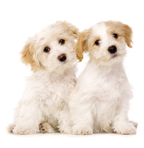 Dog Training Elite in Tampa is proud to have the highest rated in-home puppy trainers in Tampa.