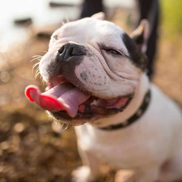 A cute smiling french bulldog - ready to train with the experts at Dog Training Elite Atlanta.