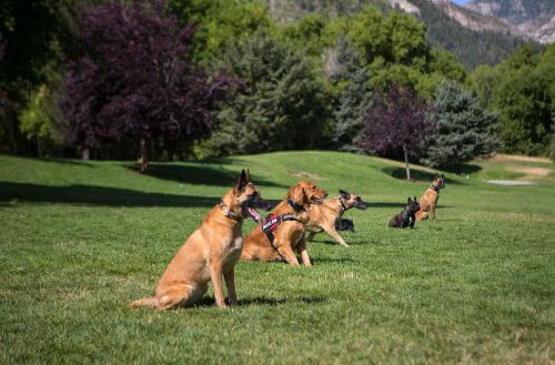 Dog Training Elite Emerald Coast