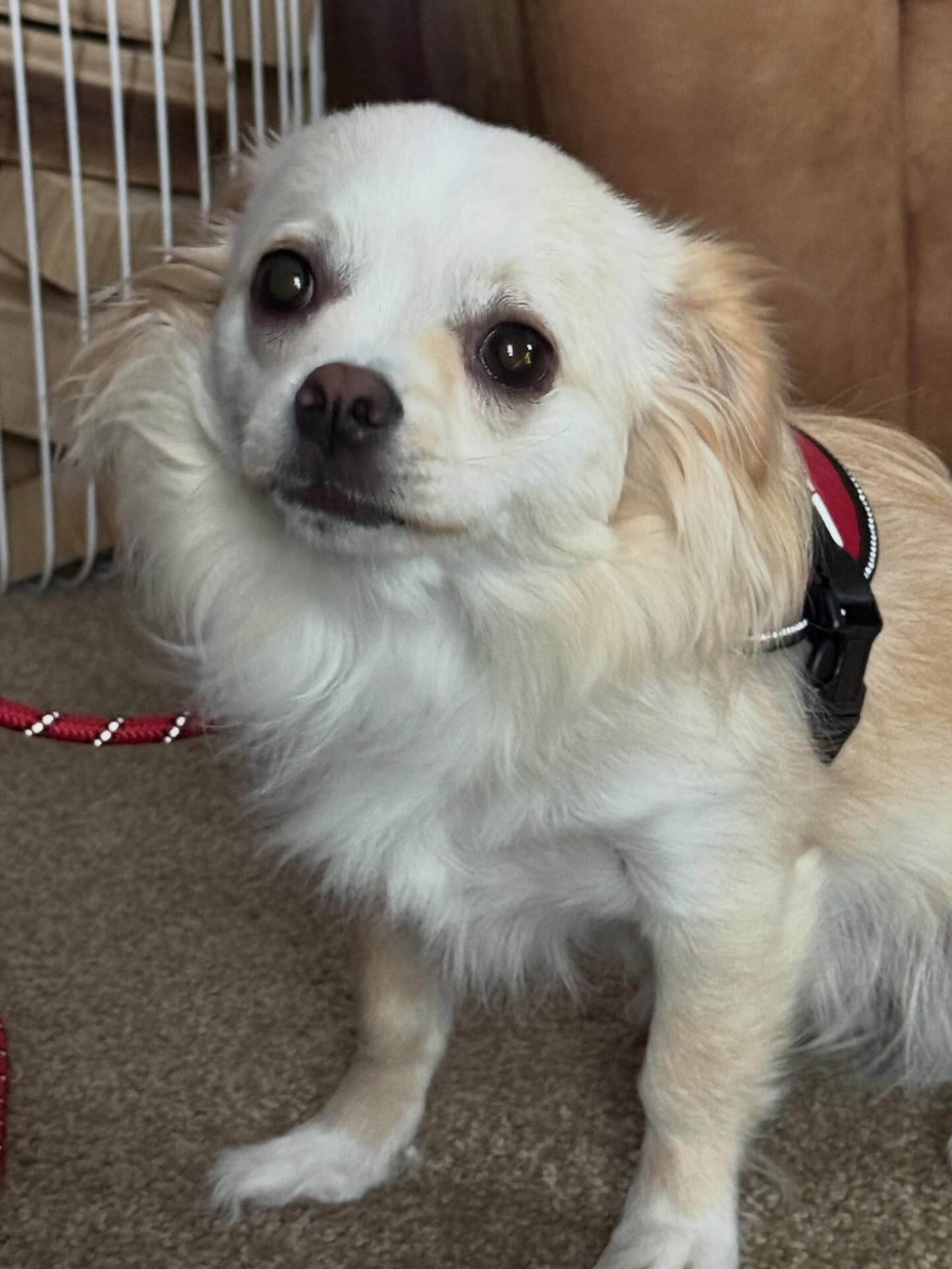 Copper's had one training session and he's already mastering the art of being chill when visitors come over. No more excessive barking!




