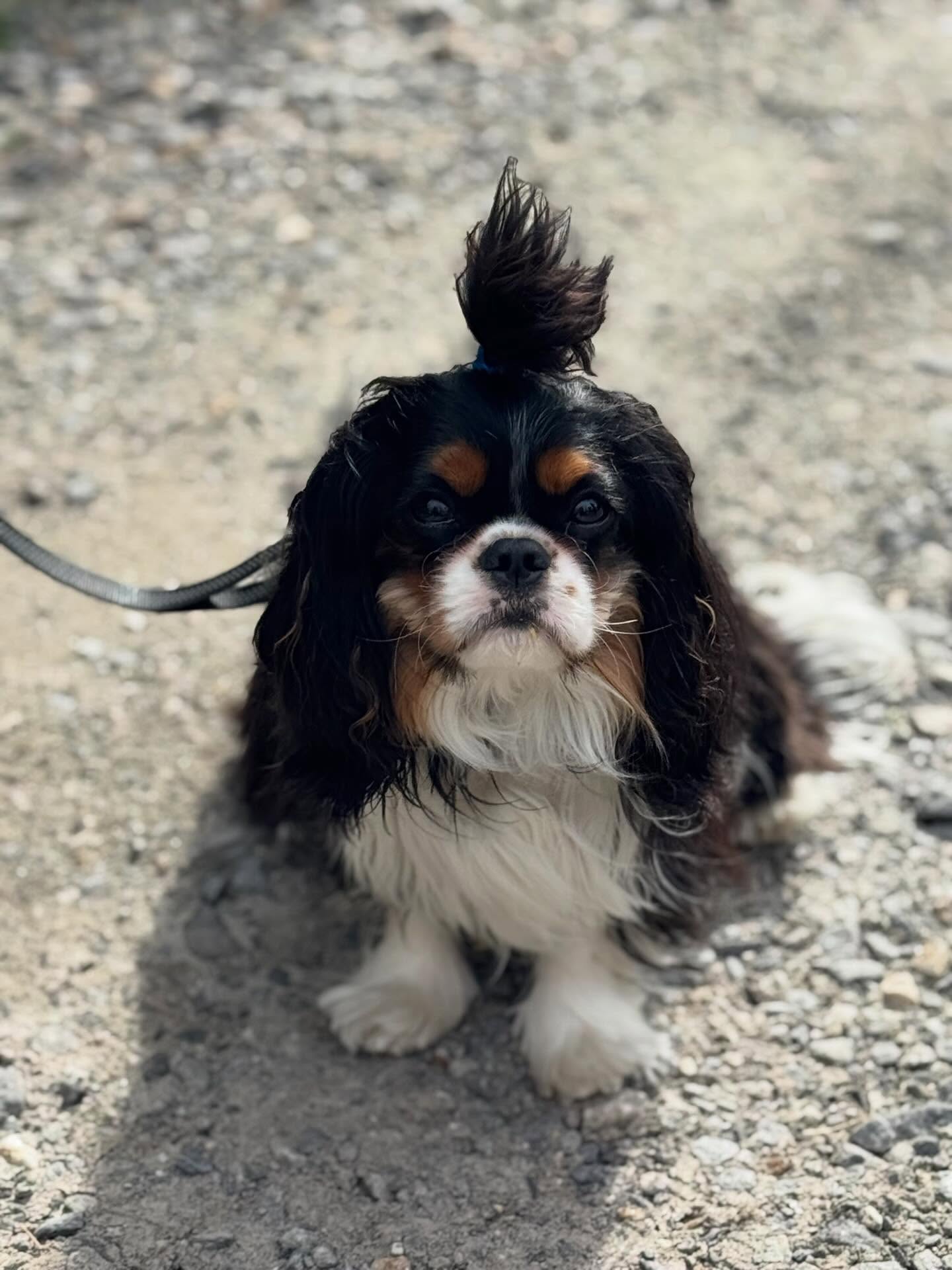Whit B isn&rsquo;t just handsome, he&rsquo;s also crushing his obedience training.





