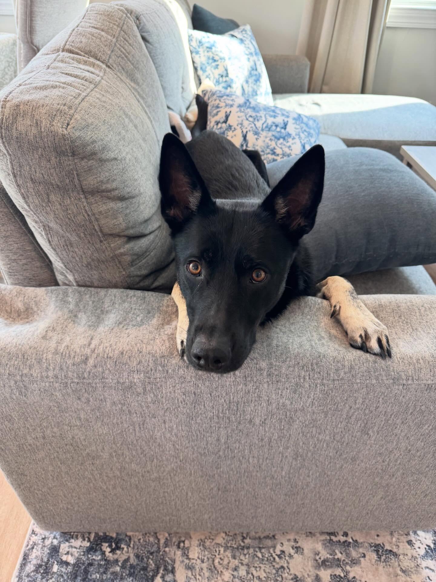 Puzzle started her obedience training today and she blew it out the park. 



