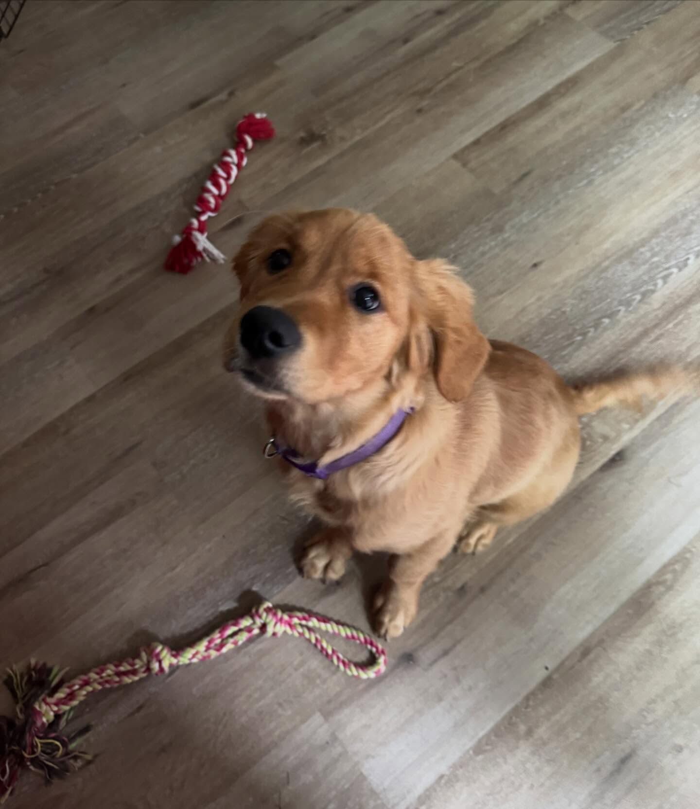 Nova is a 17 week old Golden Retriever who is starting her obedience training to be a service dog. 





