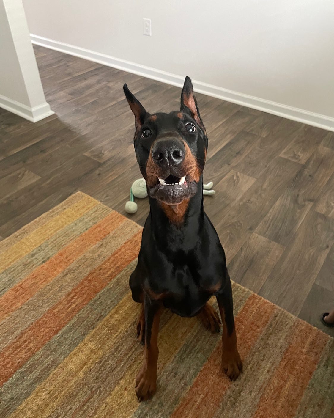 Meet Kasper.  A one year old Doberman.  He is super sweet but needed help on how he greets people.  After our 2nd visit he showed huge improvement.  .  