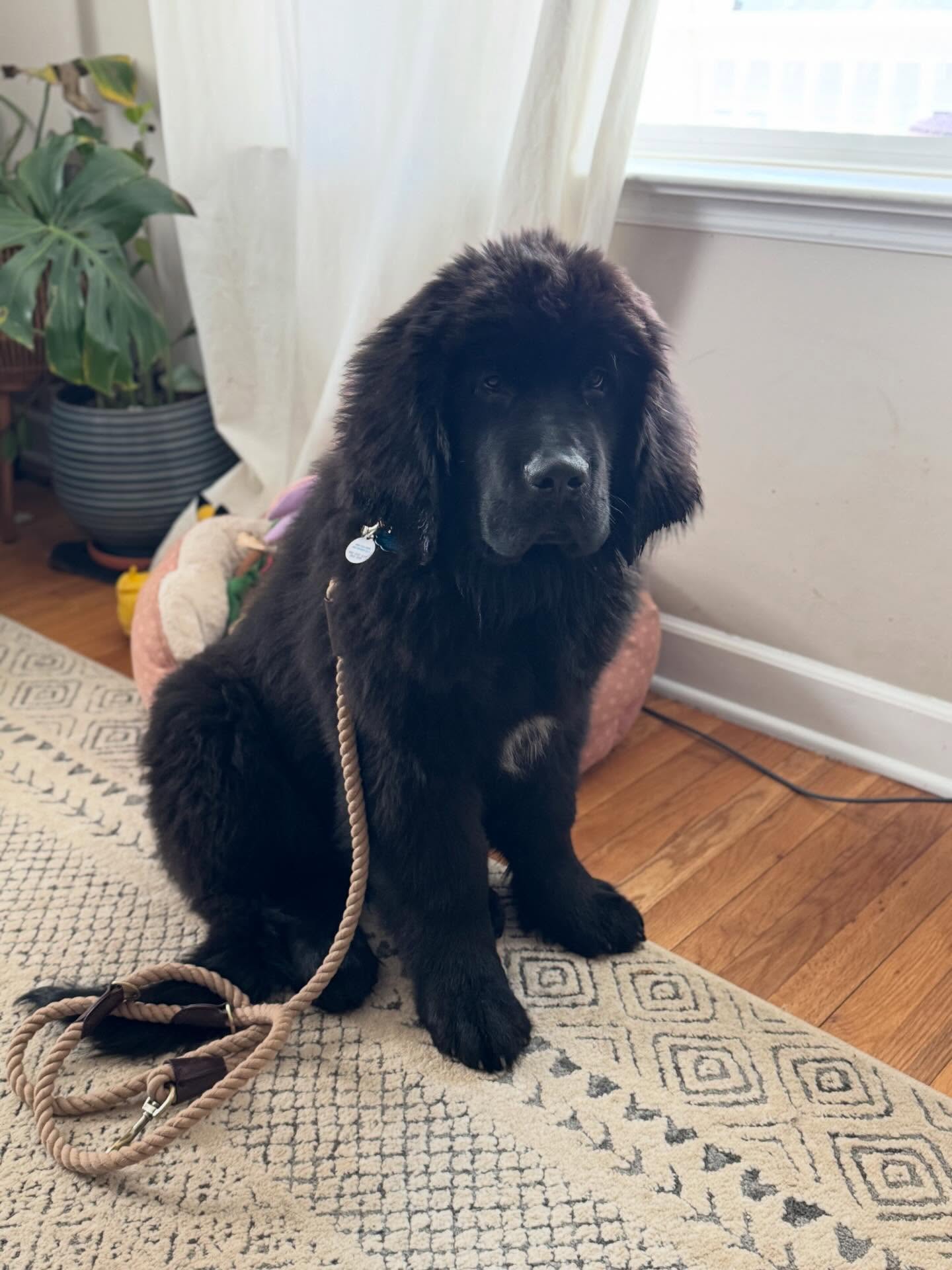 This 4-month-old Newfoundland pup, Romeo, is growing fast and learning to sit tight for his mom. With a big future ahead, he's gotta learn to listen.





