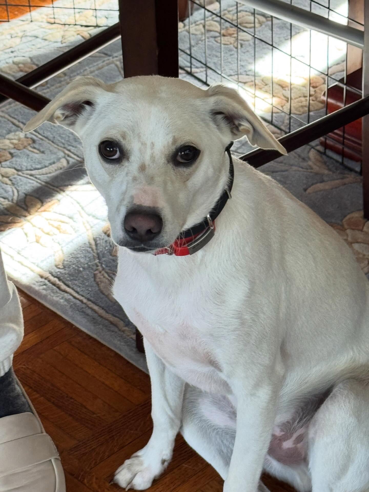 Angel had a fantastic first session today. He gets super anxious around new people and tends to jump and bark. We're working on teaching him proper greetings and when barking is okay.




