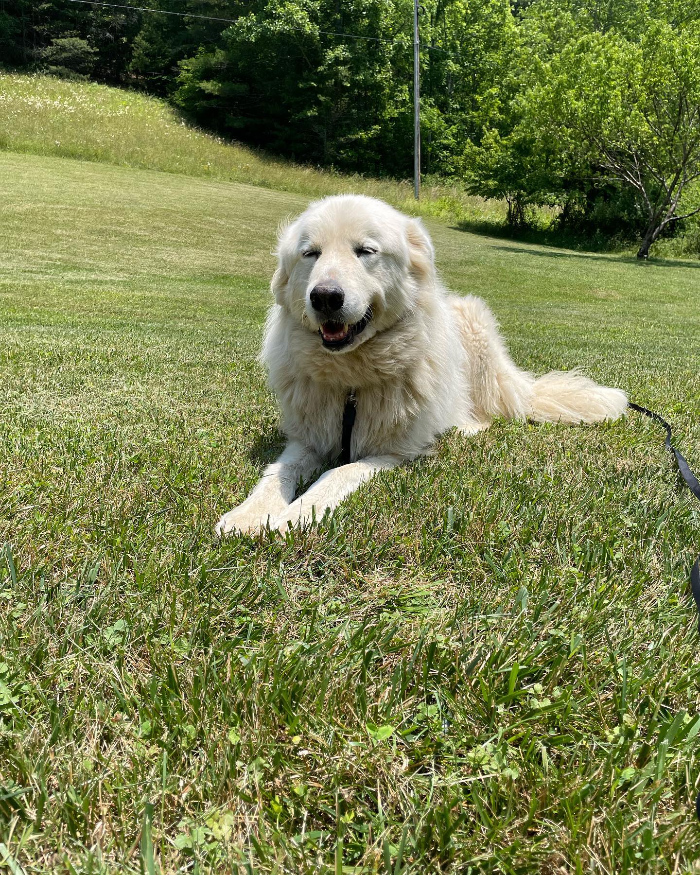 Lloyd is a 9 year old Great Pyrenees who loves spending time laying in the yard and loving on his sisters (who are cats). He loves his life but doesn&rsquo;t like the mail man, the fedex/ups driver&hellip;he thinks he needs to protect his home.  We are teaching him obedience and helping him have better manners with visitors.
