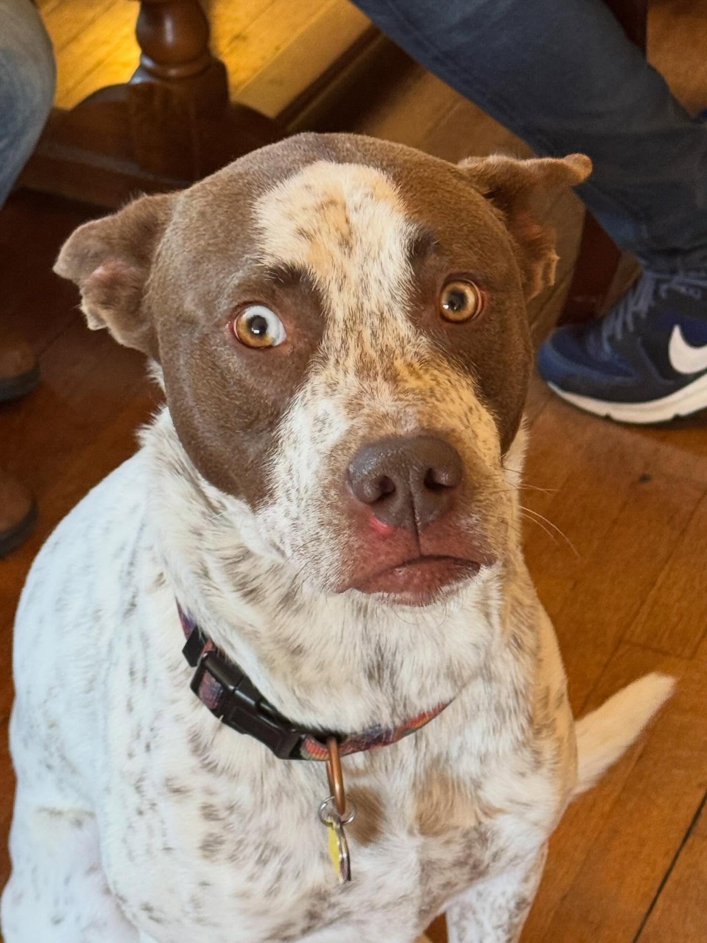 Eugene is the kindest boy, but his excitement sometimes gets the best of him when company comes over. We're helping him master greetings and be his awesome self.





