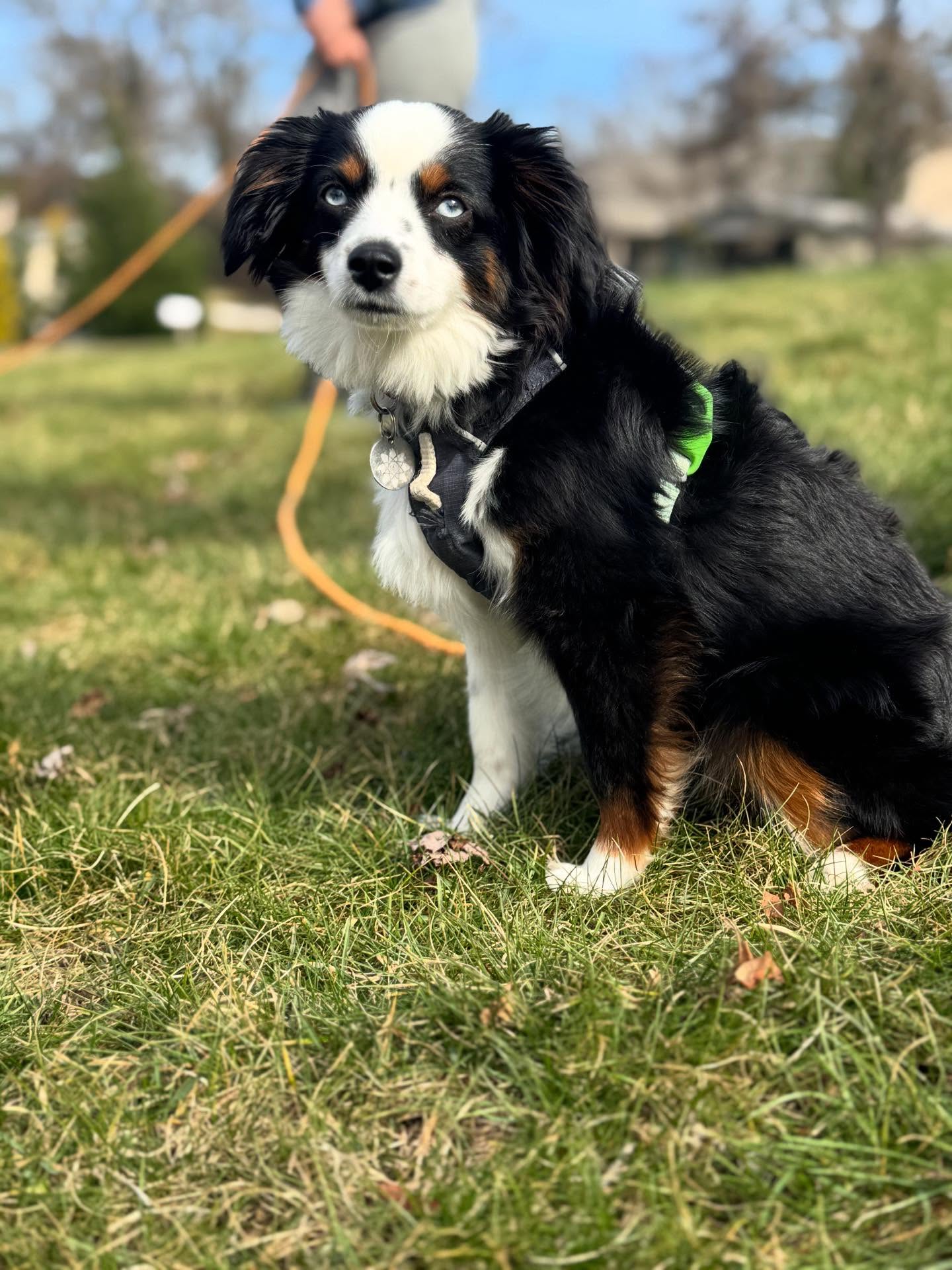 Scylla’s second training went amazing, she’s becoming more confident and less standoffish.




