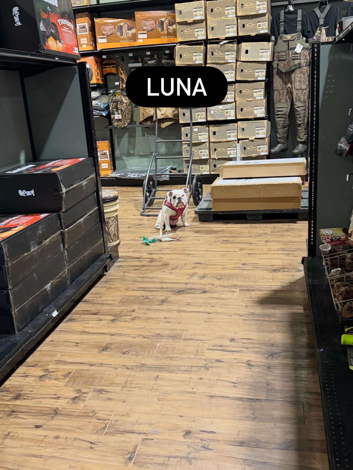 Luna completed her first public access training today and showed she&rsquo;s ready.




