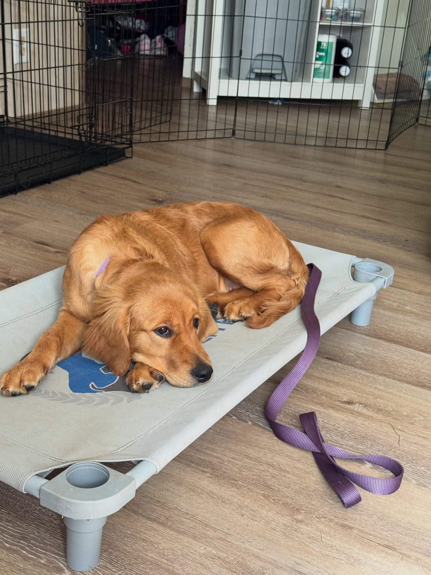 This sweet girl is learning &ldquo;place&rdquo; today.  It&rsquo;s good grounding command to keep her settled. 




