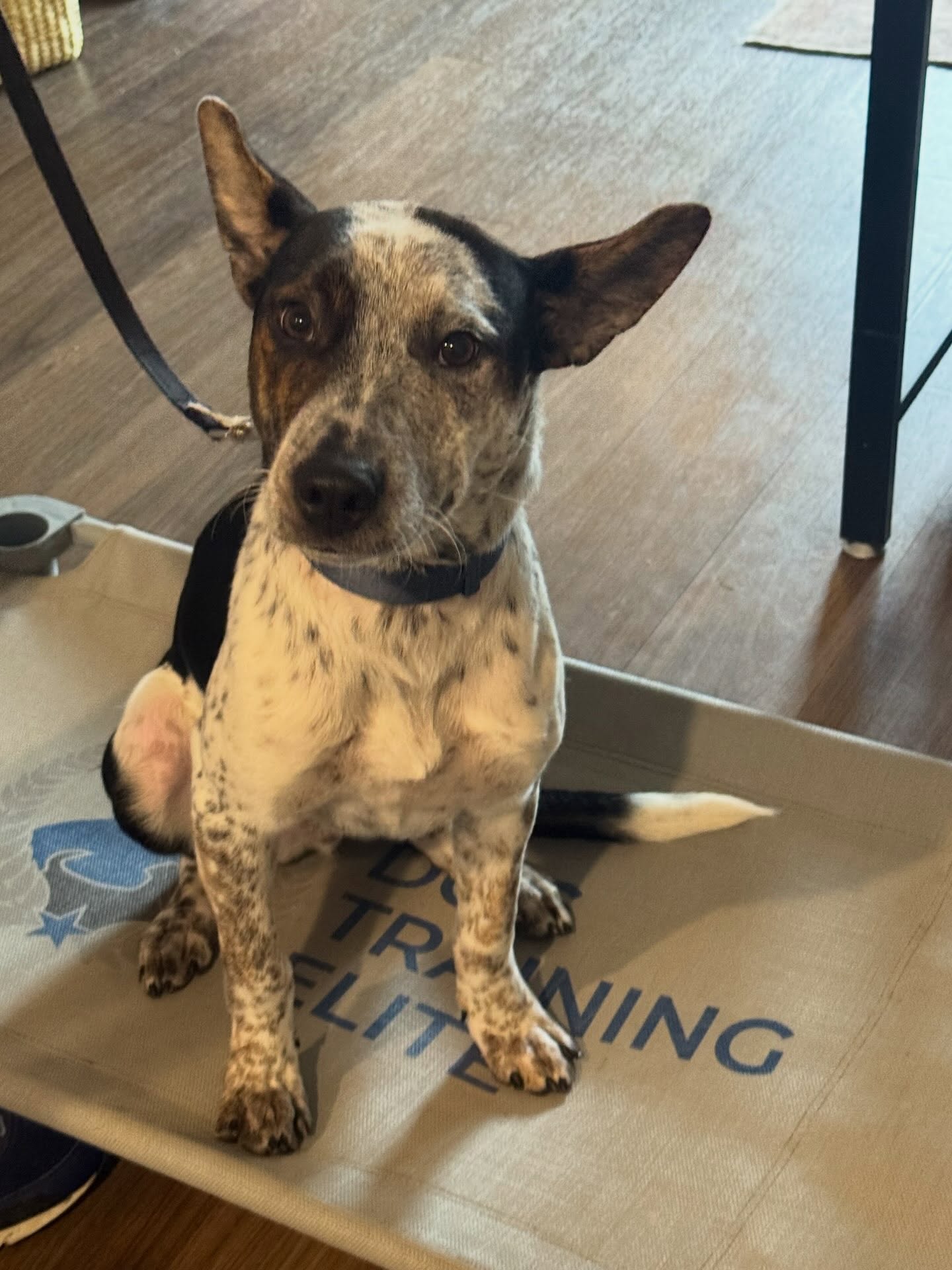Aero is a super sweet boy who is learning place today.  He is a typical puppy who loves other dogs but doesn&rsquo;t understand his energy might be too much for them.  He is learning that &ldquo;place&rdquo; is good to keep him calm.