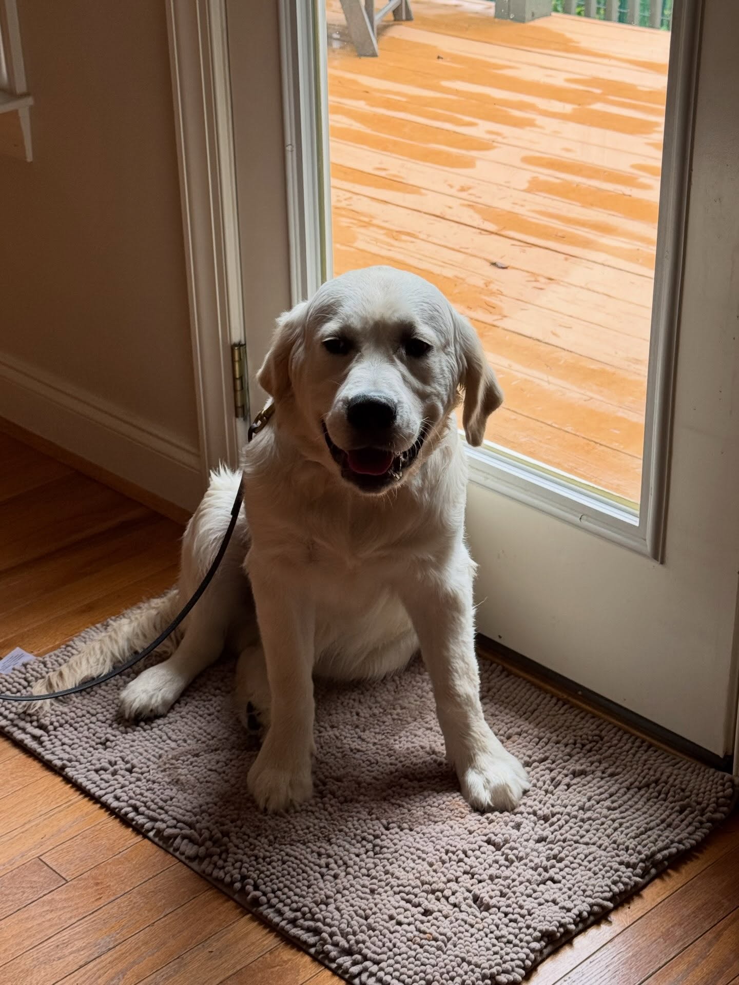 Scout&rsquo;s training today was &ldquo;sit&rdquo;. He learned that he doesn&rsquo;t have to have a treat to sit.  He also learned that sit means stay in a sit until he is released.



