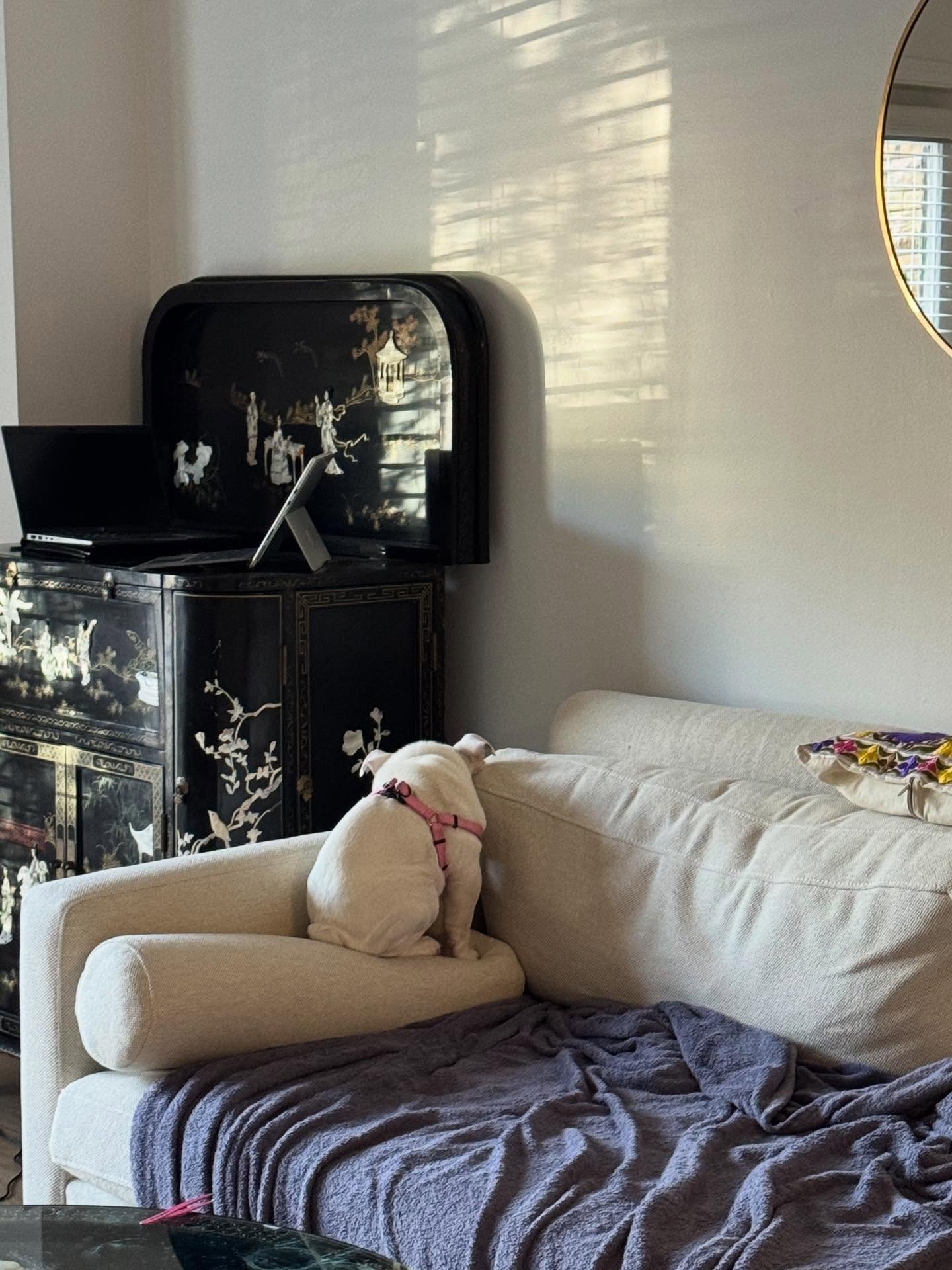 When you realize your mom hired a dog trainer.🤣🐶💛

Luna had her first session today and realized she actually likes the training. 





