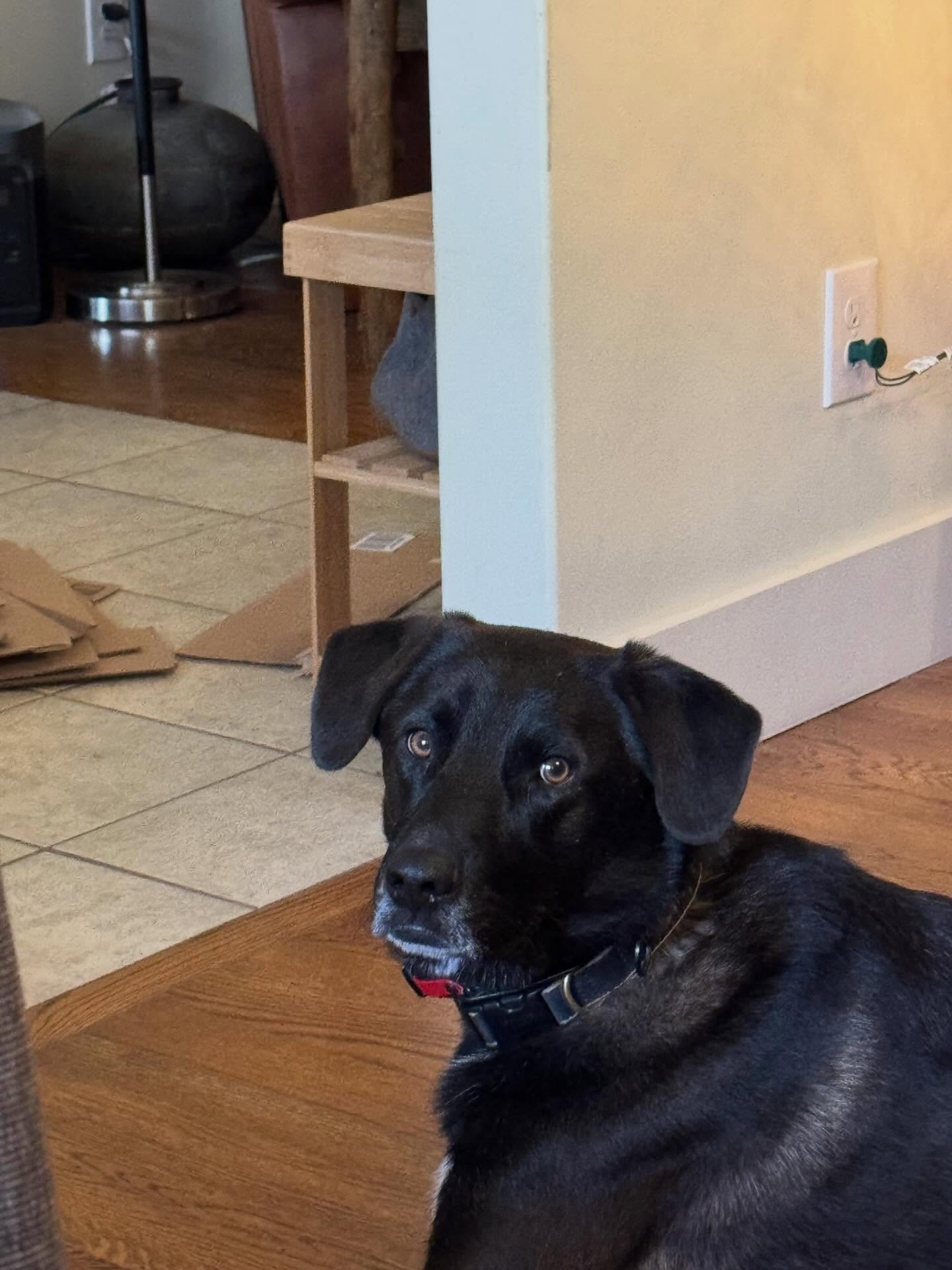 Lordy&rsquo;s got obedience down, but walking on a leash is his weakness. His dad really wants him to heel without pulling.






