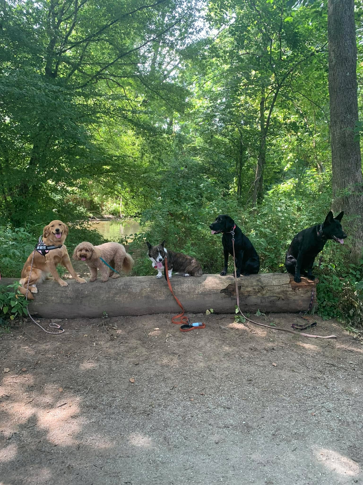 We had an incredible day at the park as our amazing group showcased their exceptional place work skills (without uttering a single &ldquo;stay&rdquo;)!! 🏆🎉

With tails wagging and hearts full of enthusiasm, our furry friends demonstrated their ability to stay focused and obediently hold their positions, all off-leash and on a log. 🌳🐶 It was a true testament to the power of training and the strong bond between humans and dogs. 🐕❤️

We would like to extend a heartfelt thank you to all the dedicated owners who have invested their time and love in these remarkable canines. Your commitment and patience have paved the way for such incredible achievements. 🙌💪

A special shoutout goes to each and every one of our four-legged stars. You have shown us that with consistent training, love, and positive reinforcement, there's nothing you can't accomplish! 🌠❤️

🐾 Ready to unlock your dog's full potential? 🎓🐶

Contact us today for a free demonstration and consultation.! 🌟🐾

Whether you're looking to strengthen their obedience skills, improve their behavior, or simply enhance the bond you share, we are here to guide you every step of the way. 🙌💪

