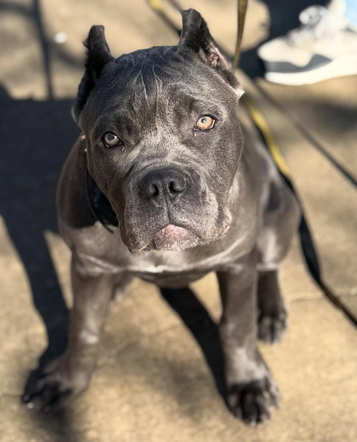 Star gets a ⭐️ for her training today.  She learning how to sit until she is released.





