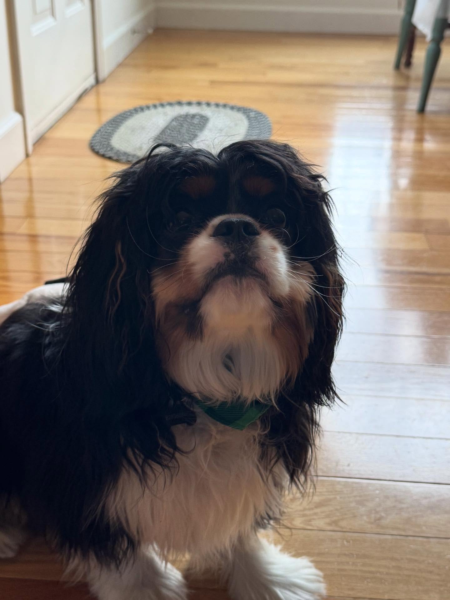 WhitB’s first day of training went amazingly well. He’s one smart pup and has the best personality.





