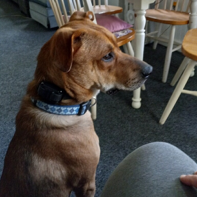 Sit, Focus, and Succeed

Focus and attention: Teaching a dog to sit on command helps develop their focus and attention skills. It encourages them to listen to and respond to your instructions, leading to better communication and overall obedience.

 