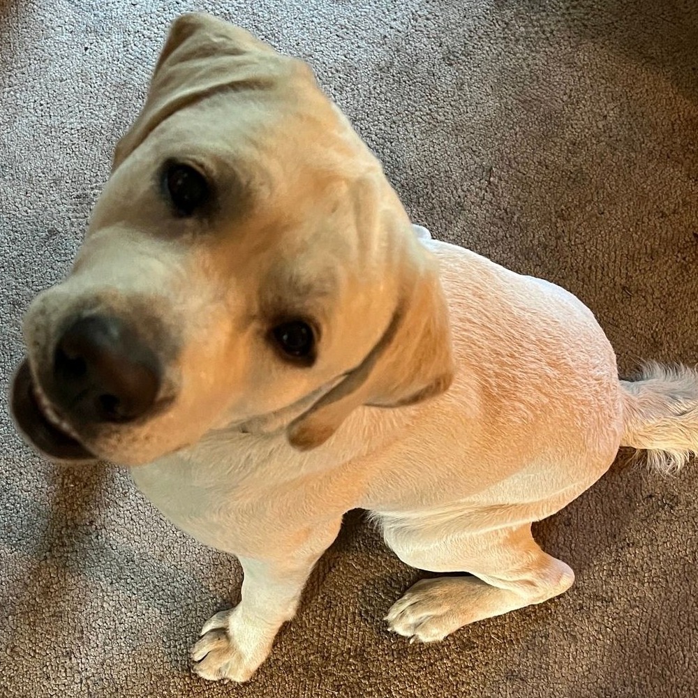 From Chaos to Calm

Impulse control: 

The sit command teaches your dog to exhibit self-control. It helps them learn to resist impulses like jumping, lunging, or rushing out the door. 

This skill is crucial for their safety and the well-being of those around them.

 