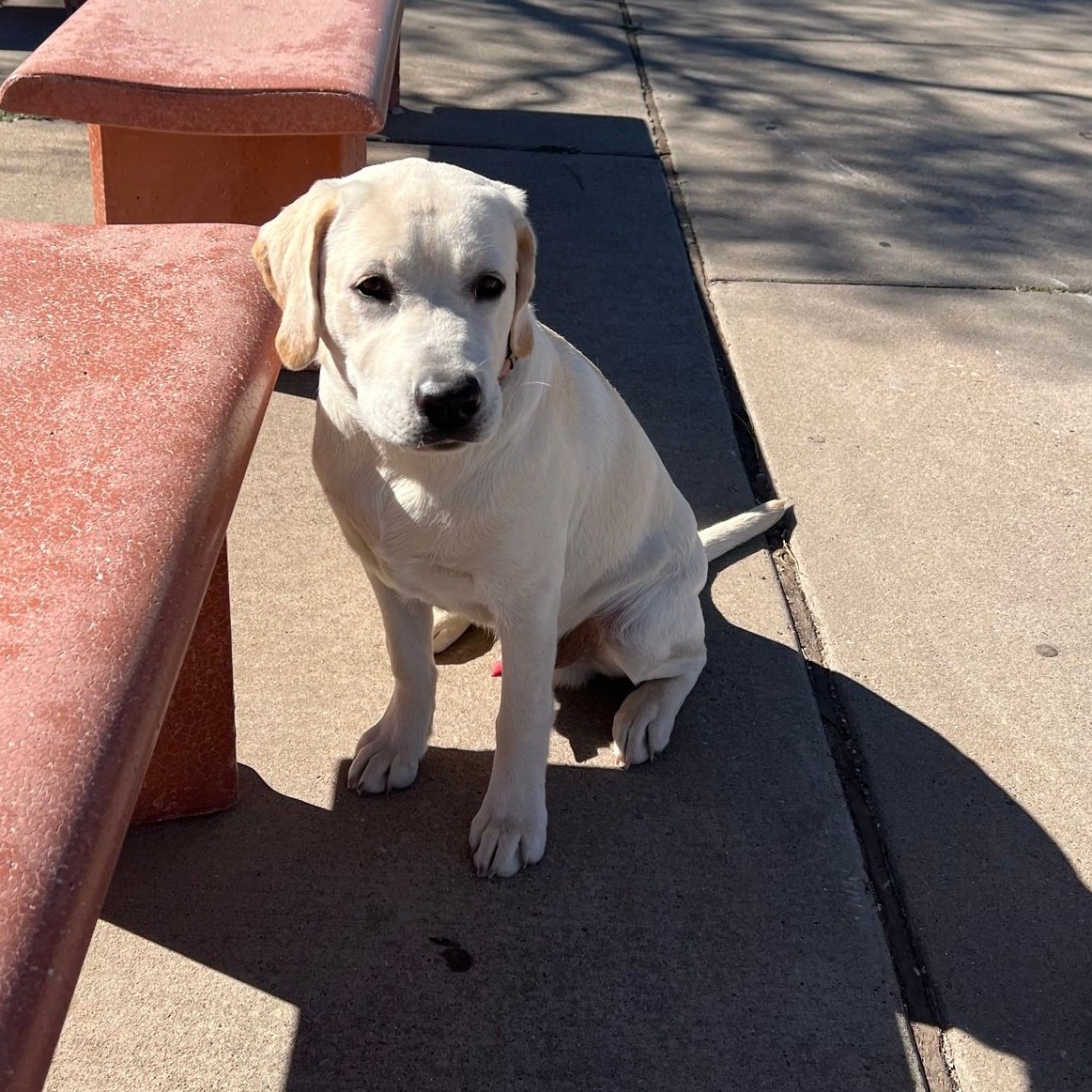 The Sit Solution: Instilling Impulse Control in Dogs, One Command at a Time

We've spent the last week going over why the sit command is an important part of obedience for your dog. Here's some additional information on how the sit command creates a firm foundation in your dog's obedience. Just don't stop there! 

Need help with basic obedience? 

DogTrainingElite.com/Augusta
762-224-3647 (DOGS)

