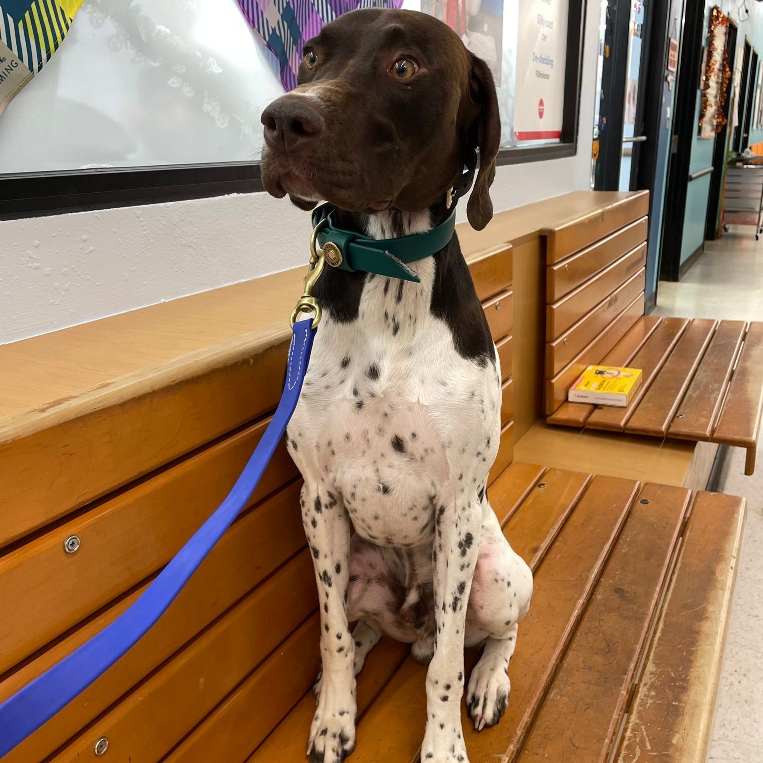 From Jumping Jack to Polite Pup

Polite greetings: 

Dogs that sit calmly when greeting people are generally more welcomed and accepted in social settings. 

By teaching your dog to sit when meeting new people, you can prevent jumping up, which can be intimidating or uncomfortable for some individuals.

 