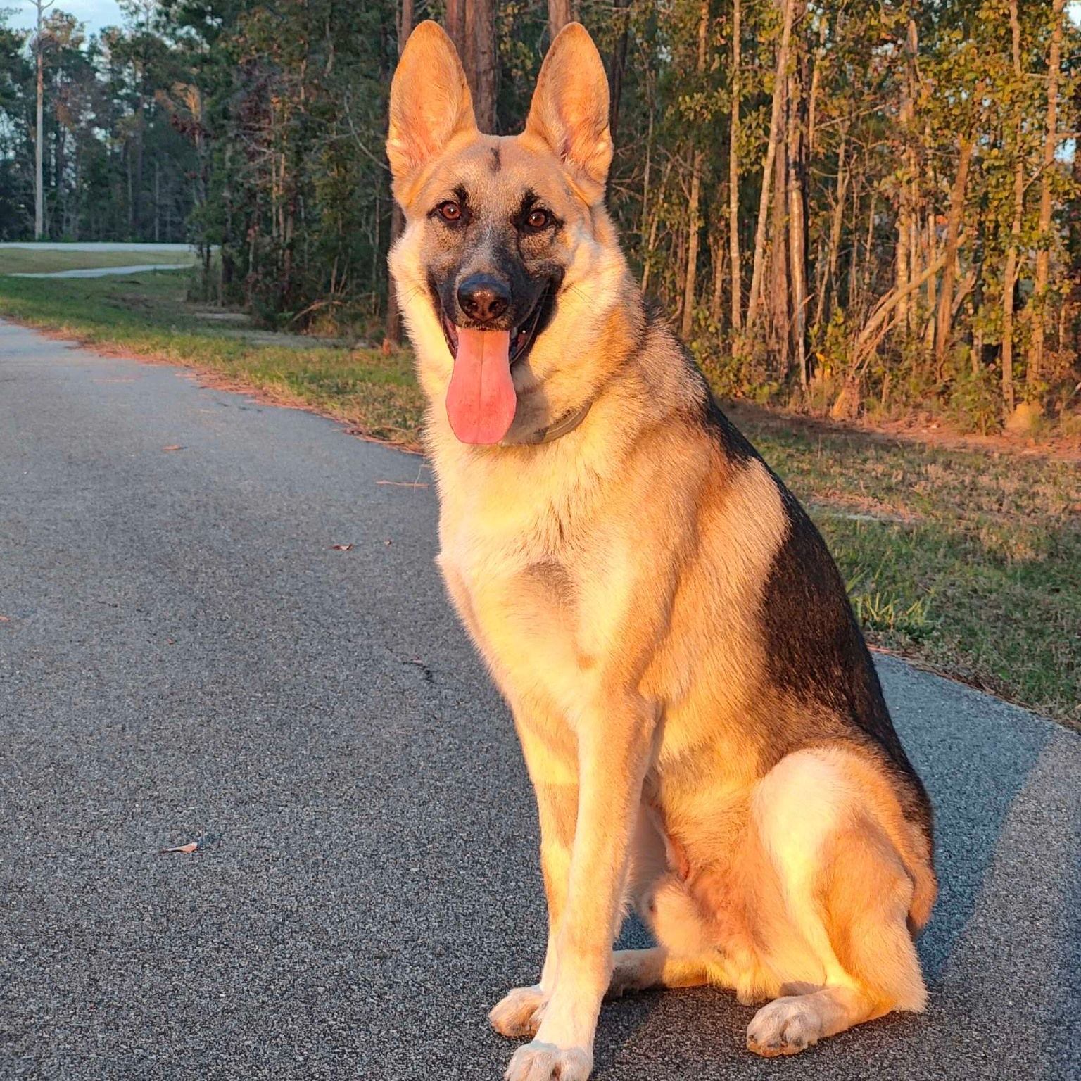 Situation Sit Down

Safety: A dog that knows the sit command is more likely to stay in one place, reducing the risk of running into traffic, approaching dangerous objects, or getting into other potentially harmful situations.

 