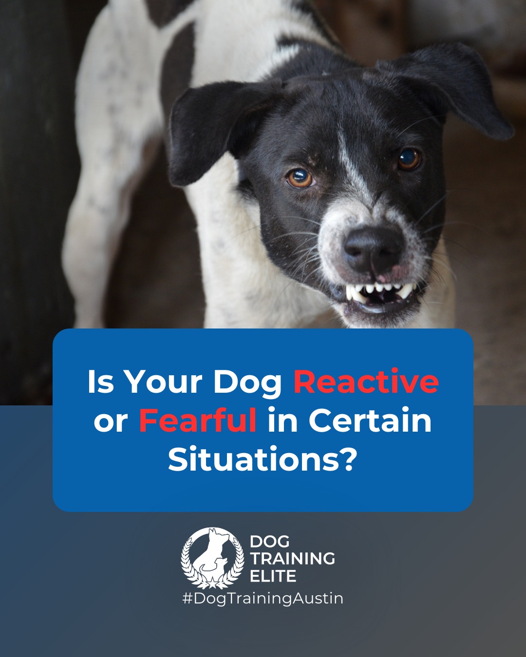 Do these behaviors sound familiar?

❌ Lunging or snapping at other dogs
❌ Barking or growling at strangers
❌ Fearful cowering or avoidance
❌ Difficulty focusing in busy or new environments

Dog Training Elite Austin uses customized reactive dog training to desensitize dogs to triggers and reward calm behavior. With guidance from our expert trainers, your dog can become confident, focused, and more relaxed in everyday life.

➡️ From basic obedience to advanced service dog training, Dog Training Elite Austin helps dogs near Round Rock build better behavior and stronger bonds this season. 🐾
📍 https://maps.app.goo.gl/mzC5PCNAg2Btm23J9

