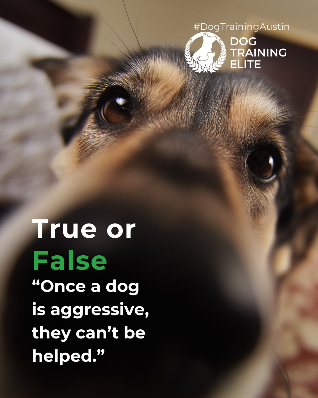 Aggression is a challenge. Not a dead end.

With patience, structure, and professional guidance, many dogs can learn to manage their behaviors. Our specialized programs at Dog Training Elite Austin are built to restore trust, confidence, and peace at home. 💙

Make better behavior your first win of the year. Book your free in-home evaluation and see why Austin and Round Rock dog owners choose Dog Training Elite for real, lasting results.
 📍 https://maps.app.goo.gl/mzC5PCNAg2Btm23J9


