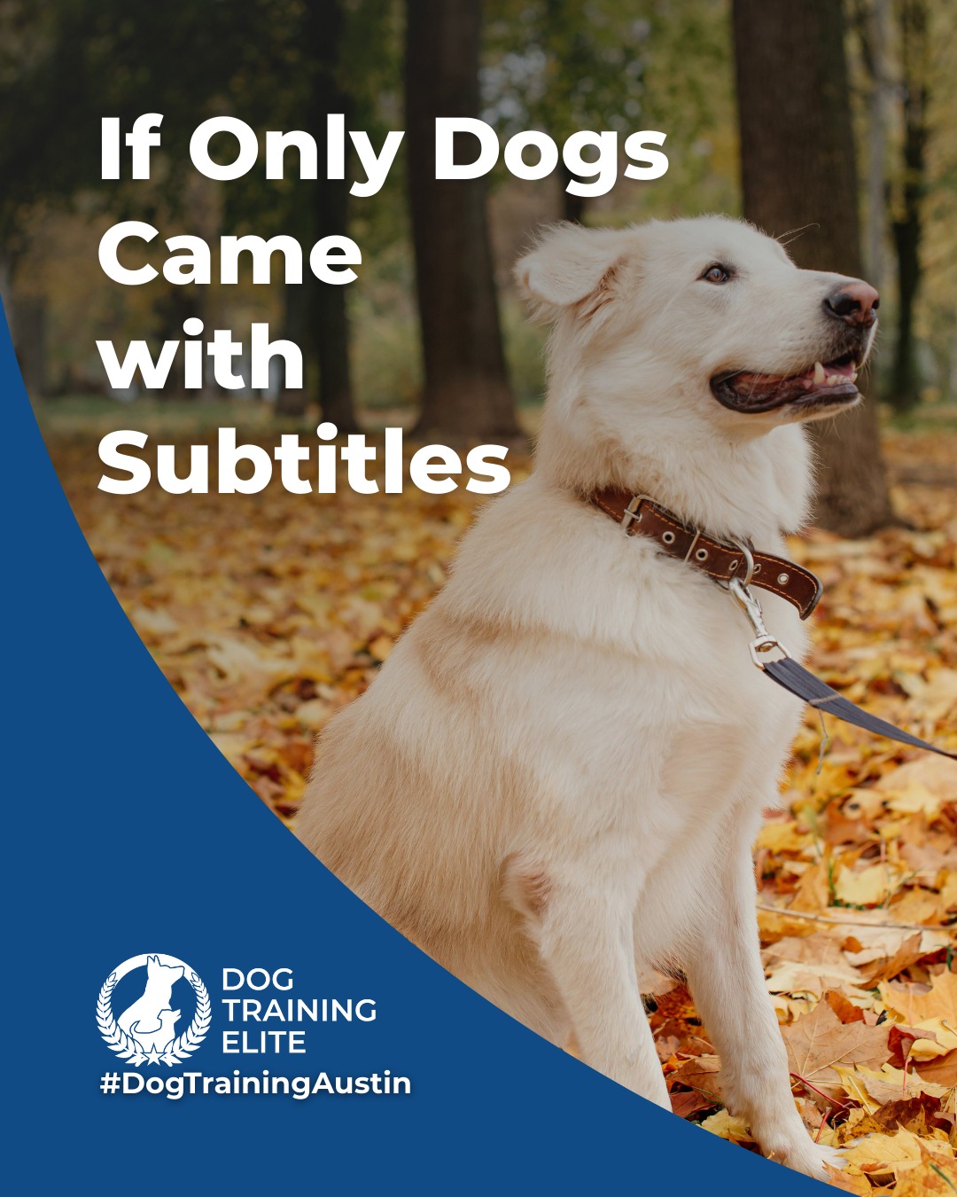 They’re not stubborn. They just don’t speak human. 🐾
If dogs had subtitles, training wouldn’t be necessary. Until then, we help you and your dog understand each other.
Dog Training Elite Austin offers service dog, therapy dog, puppy, and advanced obedience training, all led by experienced local trainers.
 Let’s start speaking the same language today!
🎯 From basic obedience to advanced service dog training, Dog Training Elite Austin helps dogs near Zilker Park build better behavior and stronger bonds this fall. 🐾


