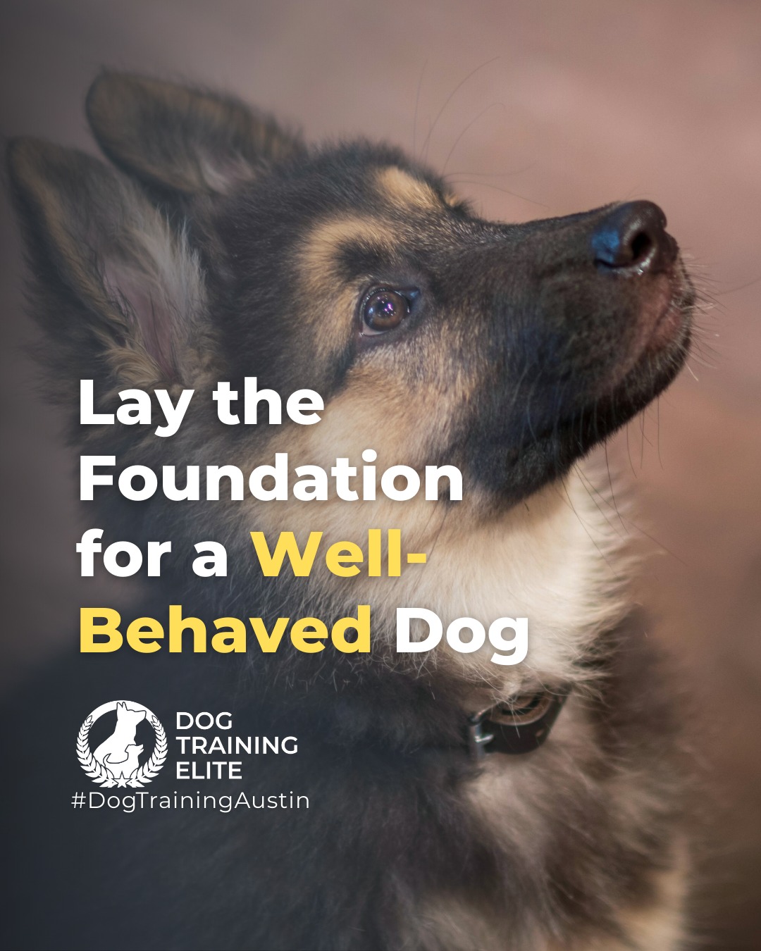 Is your new puppy full of energy, curiosity, and a little chaos? You&rsquo;re not alone. Many well-meaning owners struggle with chewing, barking, accidents, and hyperactivity. The good news is that early, effective training can make all the difference.

✅ Master leash and potty training
✅ Reduce chewing, digging, and stealing
✅ Calm barking, whining, and hyperactivity
✅ Build confidence and communication
✅ Foster a lifelong bond with your puppy

Dog Training Elite Austin offers expert puppy training programs that guide you step by step, helping you and your puppy succeed together. Start your journey toward a well-behaved, happy companion today.

Warm up your winter with a well-trained pup. Schedule your free in-home evaluation and see why families in Austin, Round Rock, and surrounding areas trust Dog Training Elite for results that last through every season.
 📍 https://maps.app.goo.gl/mzC5PCNAg2Btm23J9




