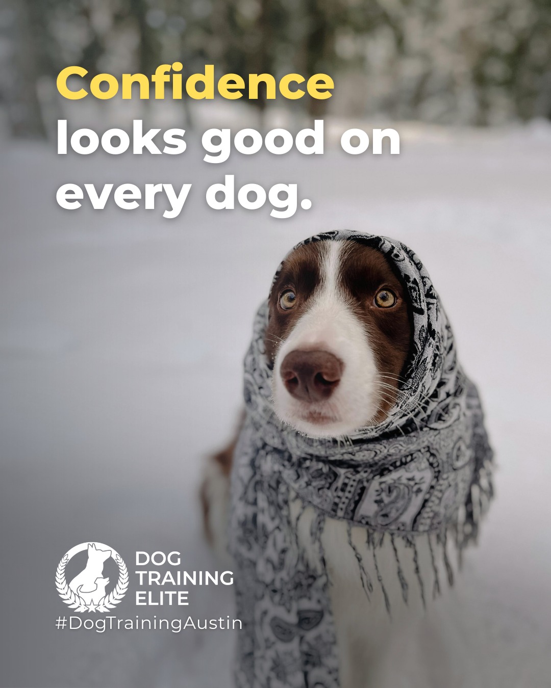 Is your dog&rsquo;s confidence holding them back?

Some dogs, especially those with high prey or protection drive, just need structure to channel that energy into focus and calm behavior. Training builds trust, direction, and the kind of confidence that shows in every step.

🐾 Make better behavior your first win of the year. Book your free in-home evaluation and see why Austin and Round Rock dog owners choose Dog Training Elite for real, lasting results.
 📍 https://maps.app.goo.gl/mzC5PCNAg2Btm23J9



