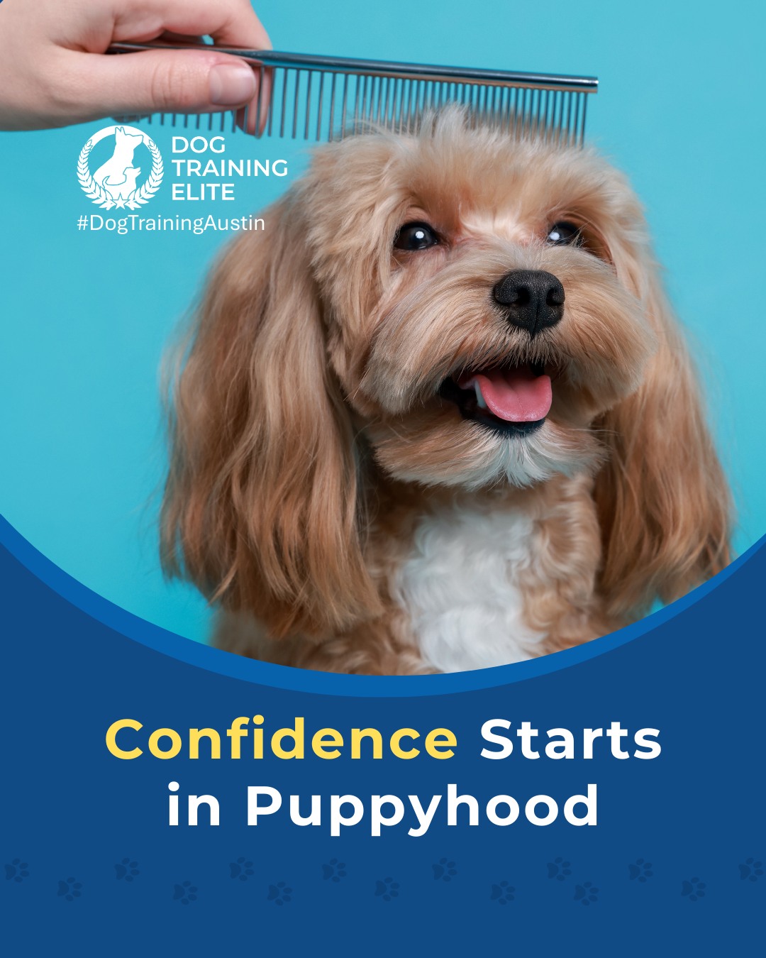 Did you know that early puppy socialization shapes how your dog sees the world for the rest of their life? Puppies who experience new sights, sounds, surfaces, and friendly interactions early on are far more likely to grow into confident, calm, well-adjusted adults.

Thoughtful socialization can help prevent issues like fear, reactivity, and anxiety later in life. That&rsquo;s why puppy training at Dog Training Elite Austin focuses on safe exposure, guided structure, and teaching your pup how to navigate new environments with ease.

🐶 From basic obedience to advanced service dog training, Dog Training Elite Austin helps dogs near Round Rock build better behavior and stronger bonds this season. 🐾
 📍 https://maps.app.goo.gl/mzC5PCNAg2Btm23J9


